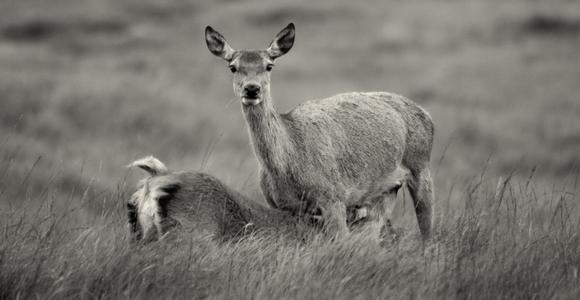 Local wildlife in Torridon