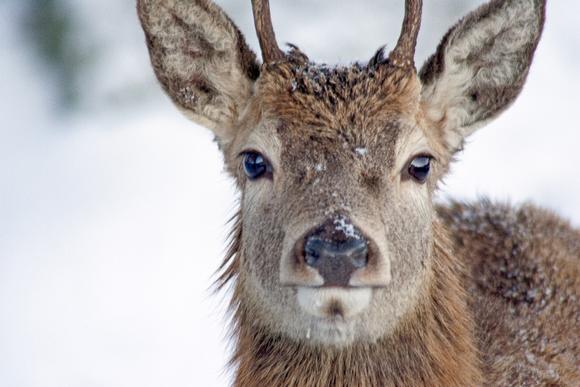 local wildlife in Torridon